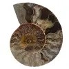 Polished ammonite fossil - 0