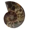 Polished fossil ammonite from madagascar - 0