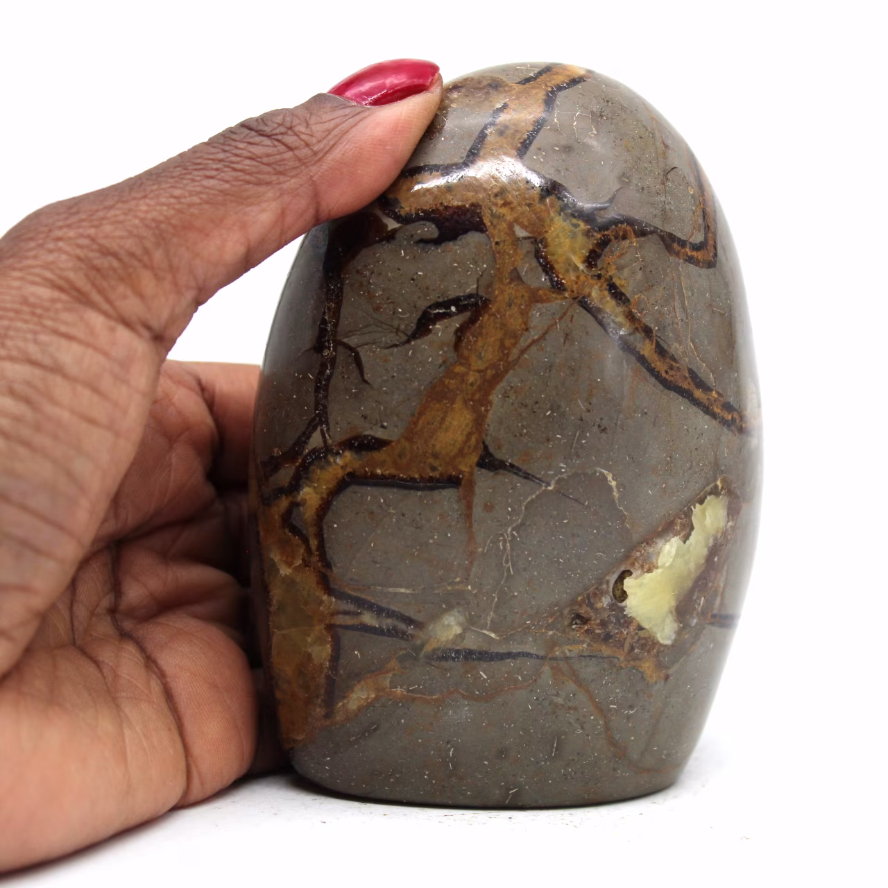 Polished stone in septaria