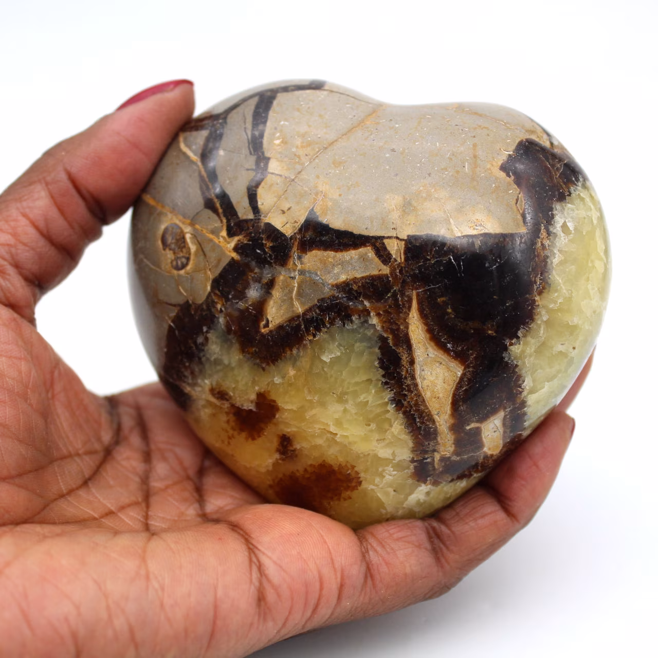 Heart in septaria