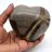 Heart in septaria