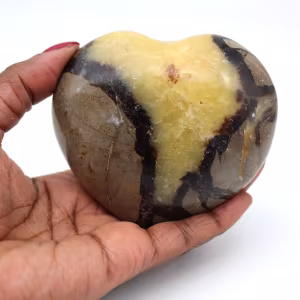 Heart in septaria