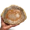 Natural petrified wood - 0