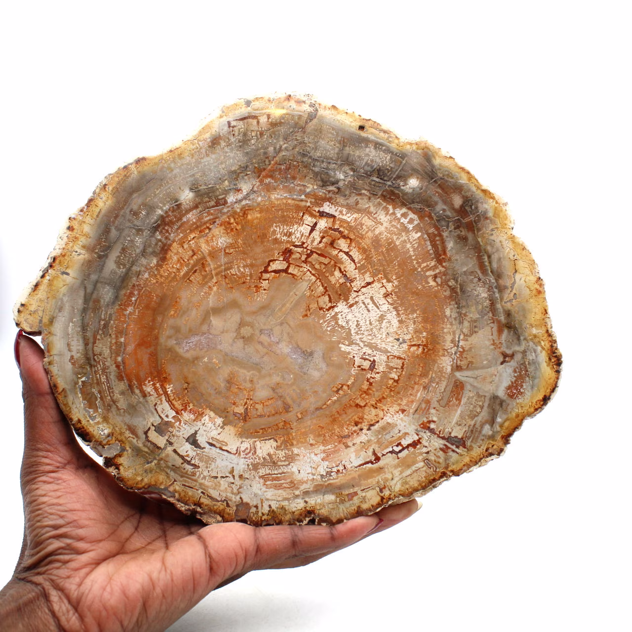 Natural petrified wood