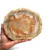 Polished silicified wood from madagascar - 0