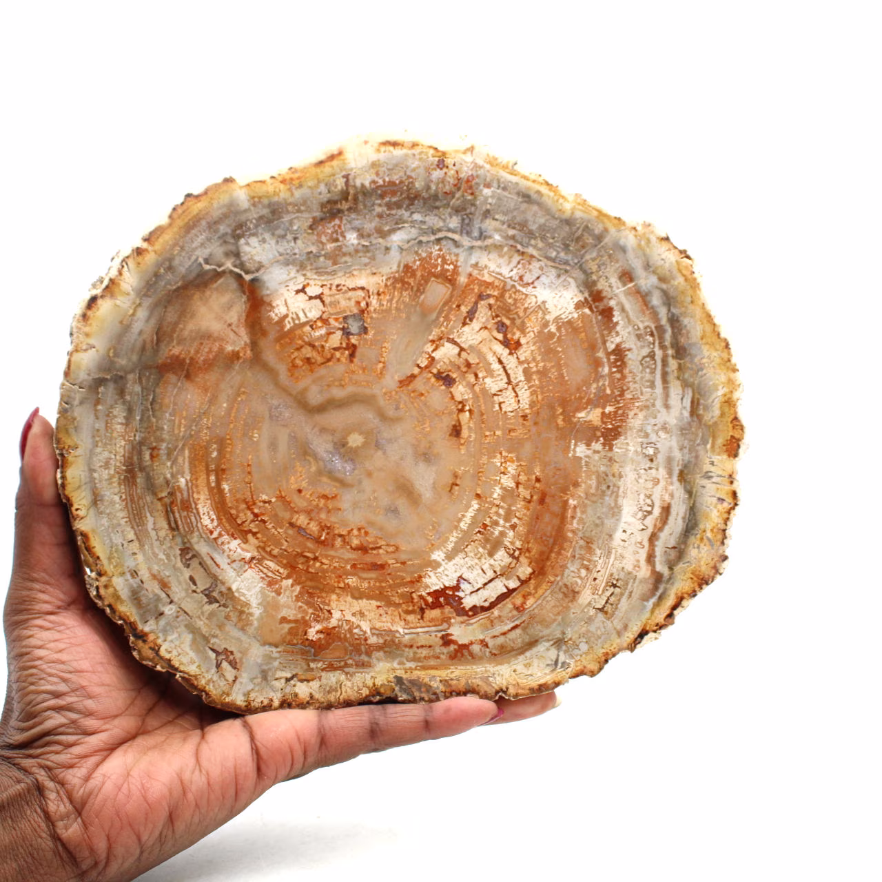 Polished silicified wood from madagascar