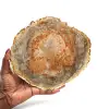 Polished petrified wood from madagascar - 0