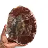 Fossilized polished wood from madagascar - 0