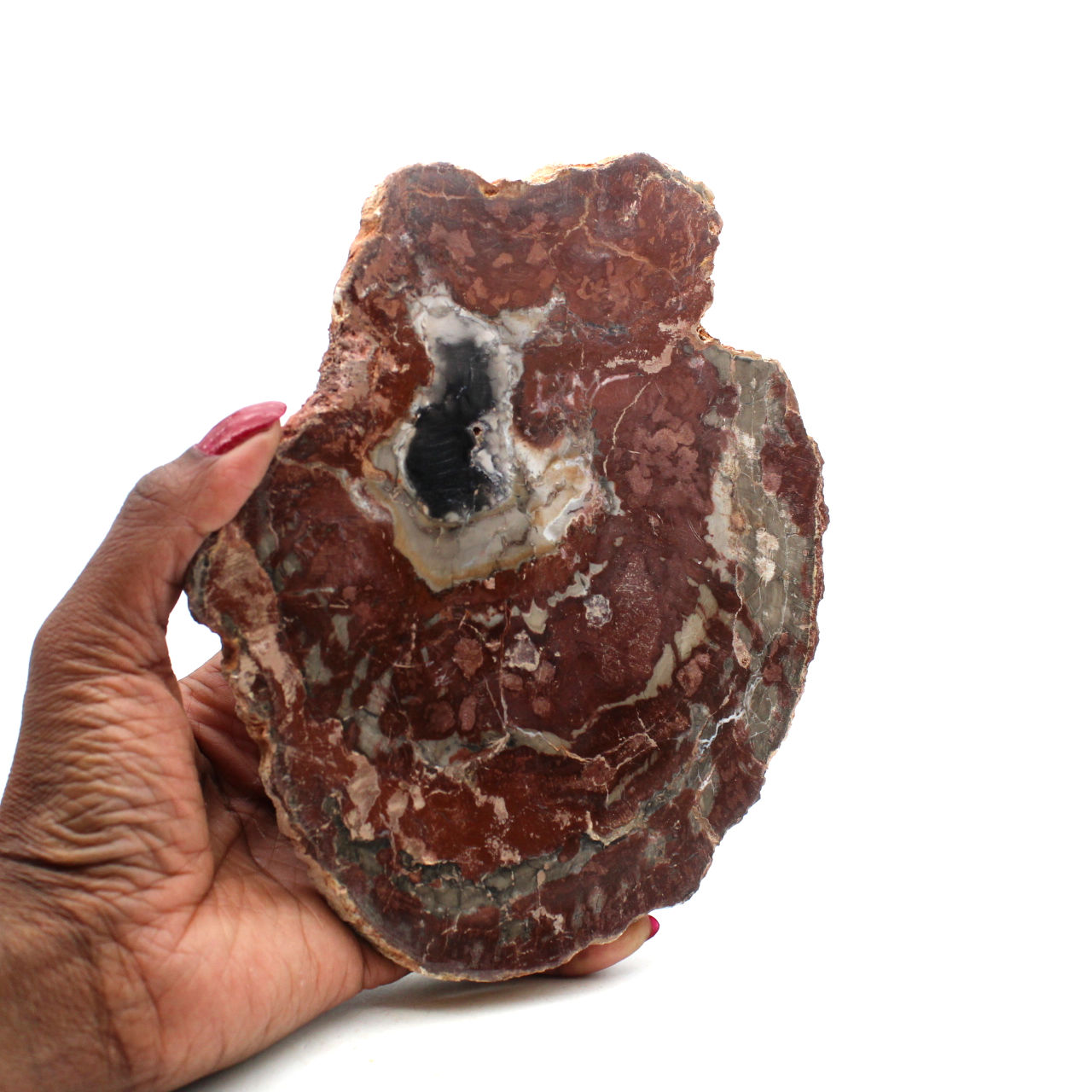 Natural polished petrified wood
