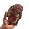 Slice of silicified wood from madagascar - 0