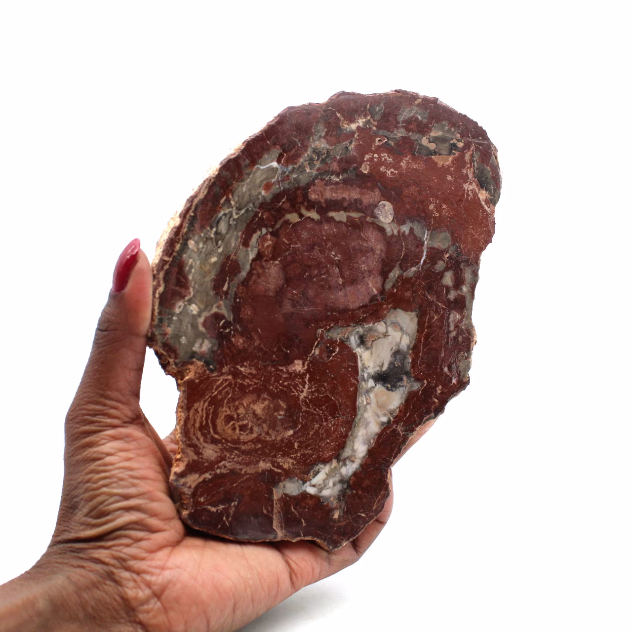 Slice of silicified wood from madagascar