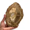 Slice of fossilized wood from madagascar - 0