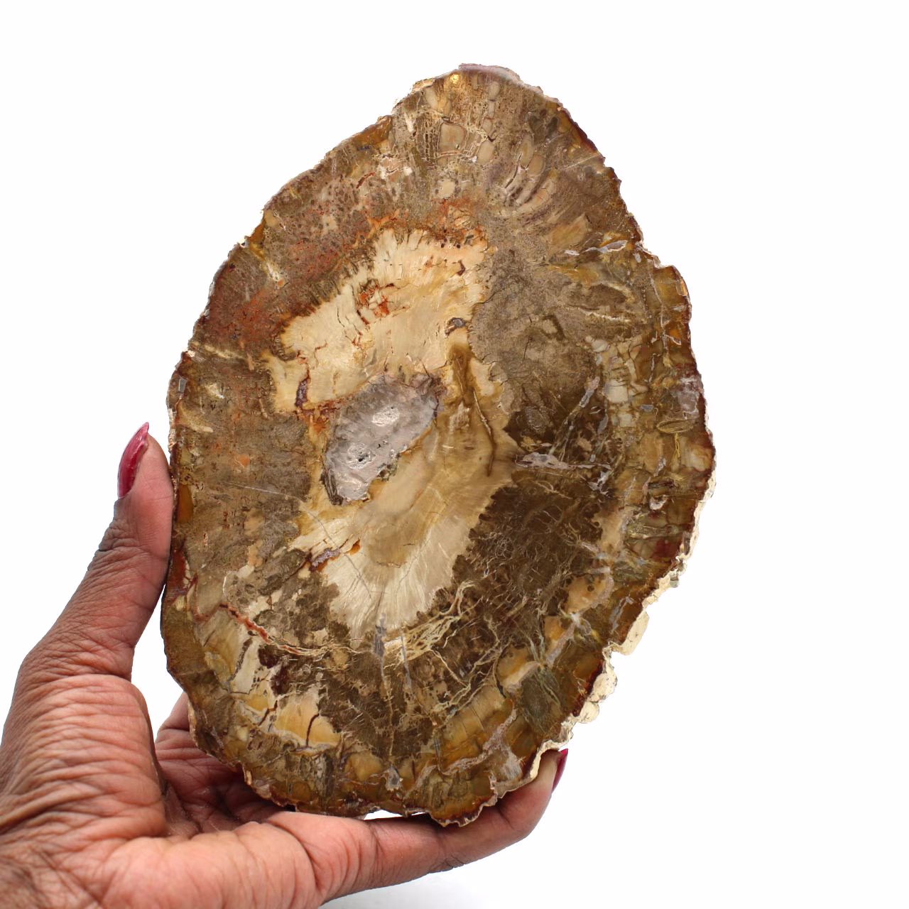 Slice of fossilized wood from madagascar