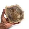 Petrified wood from madagascar - 0