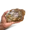 Natural silicified wood - 0