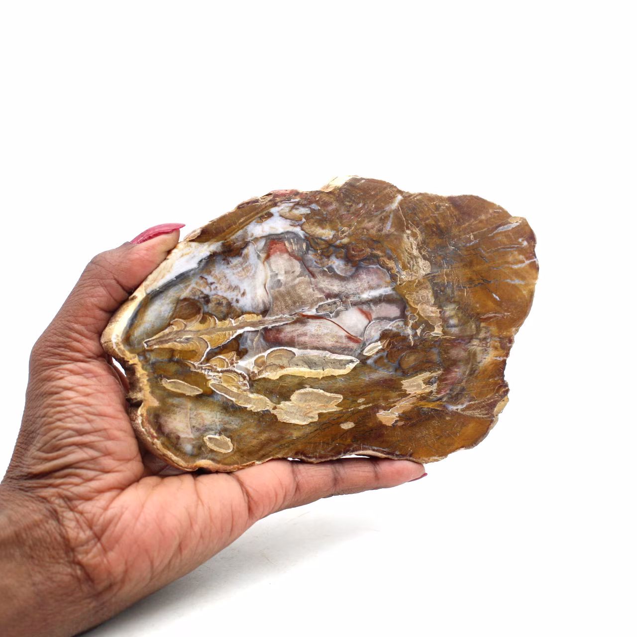 Natural silicified wood