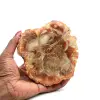 Natural fossilized wood - 0