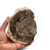 Polished silicified wood from madagascar - 0
