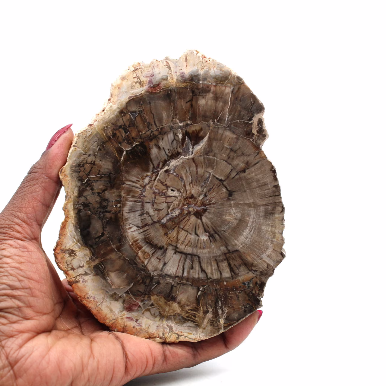 Polished silicified wood from madagascar