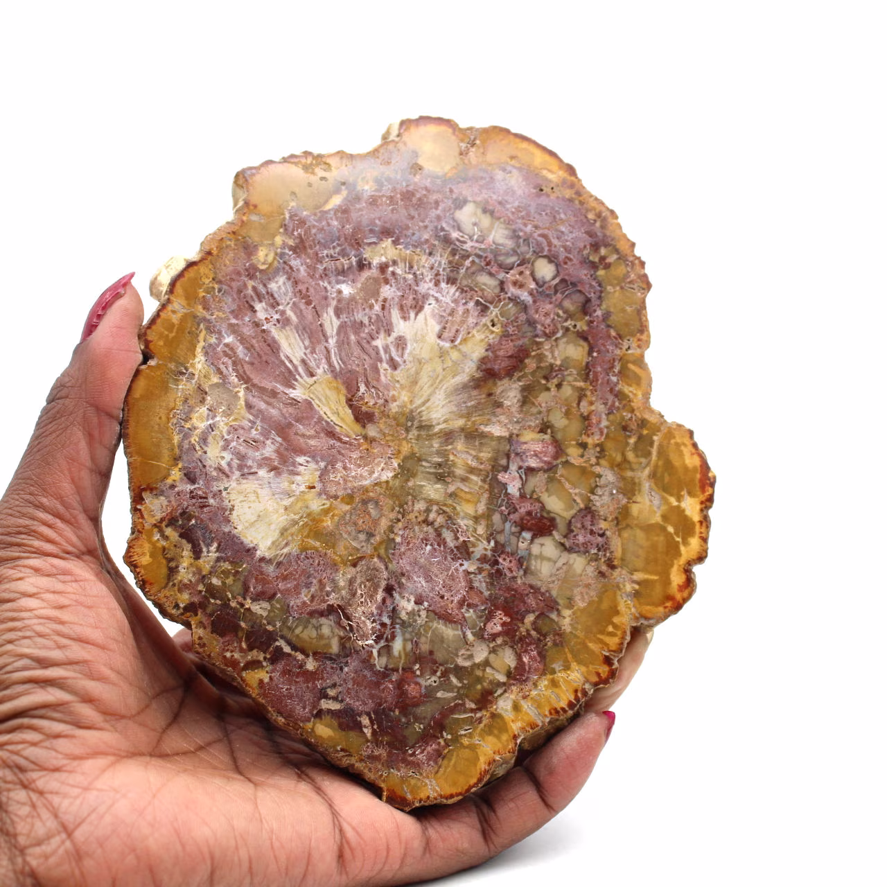 Polished petrified wood from madagascar