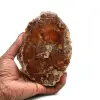 Fossilized polished wood from madagascar - 0