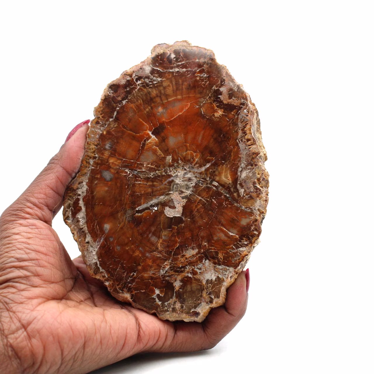 Fossilized polished wood from madagascar