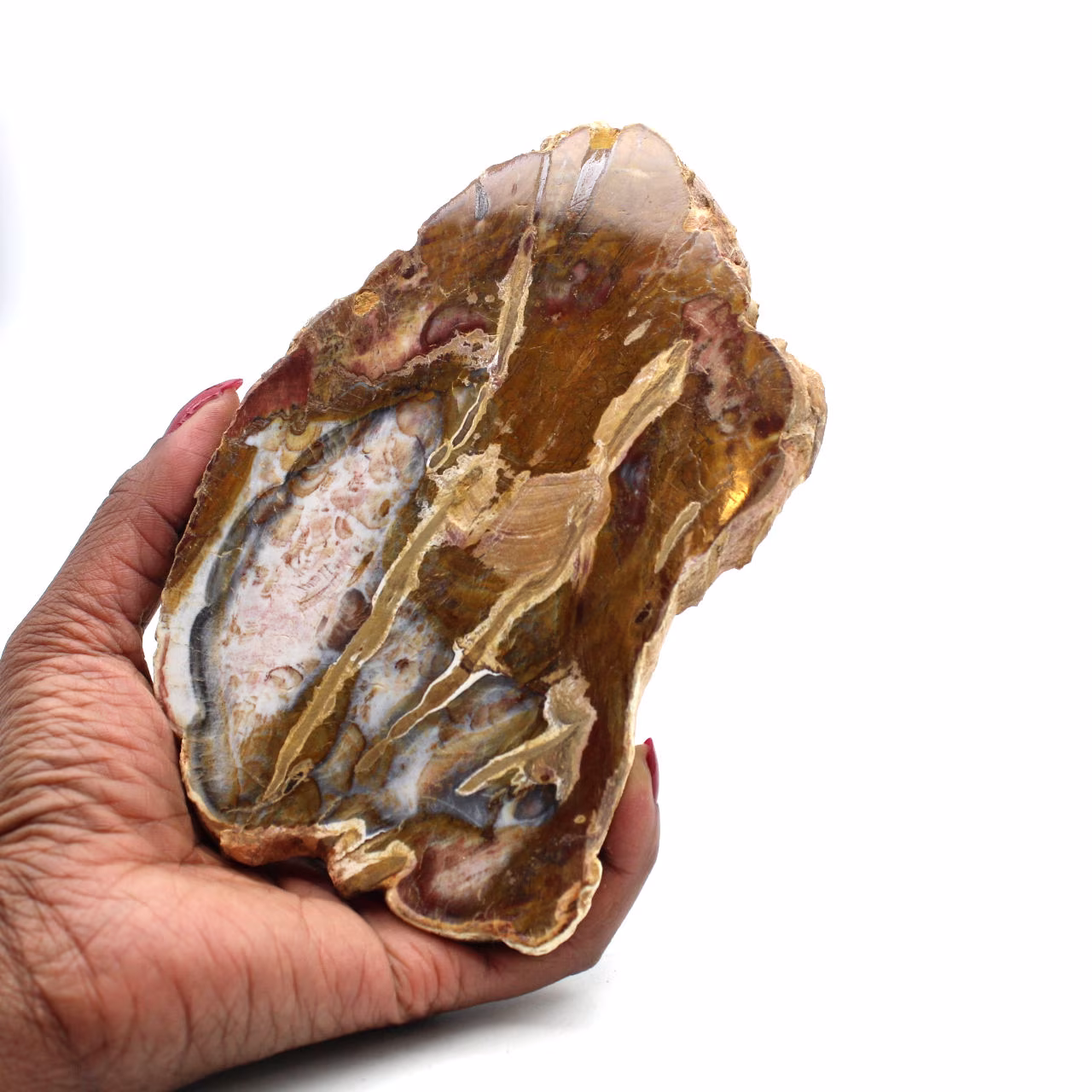 Natural polished silicified wood