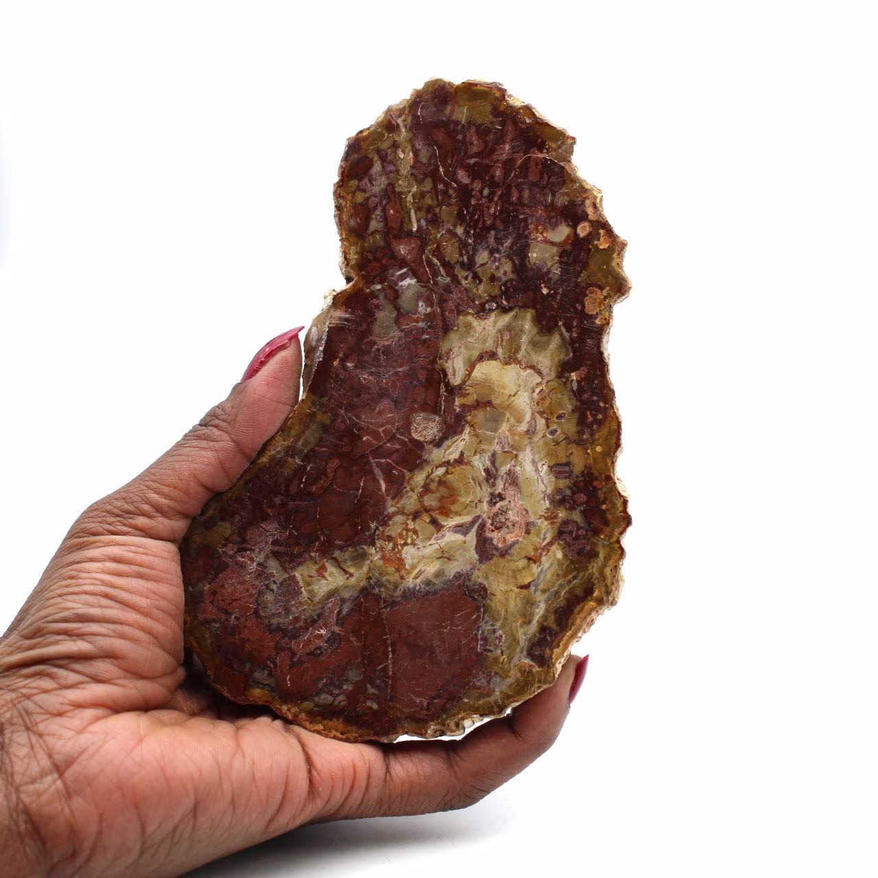 Natural polished petrified wood