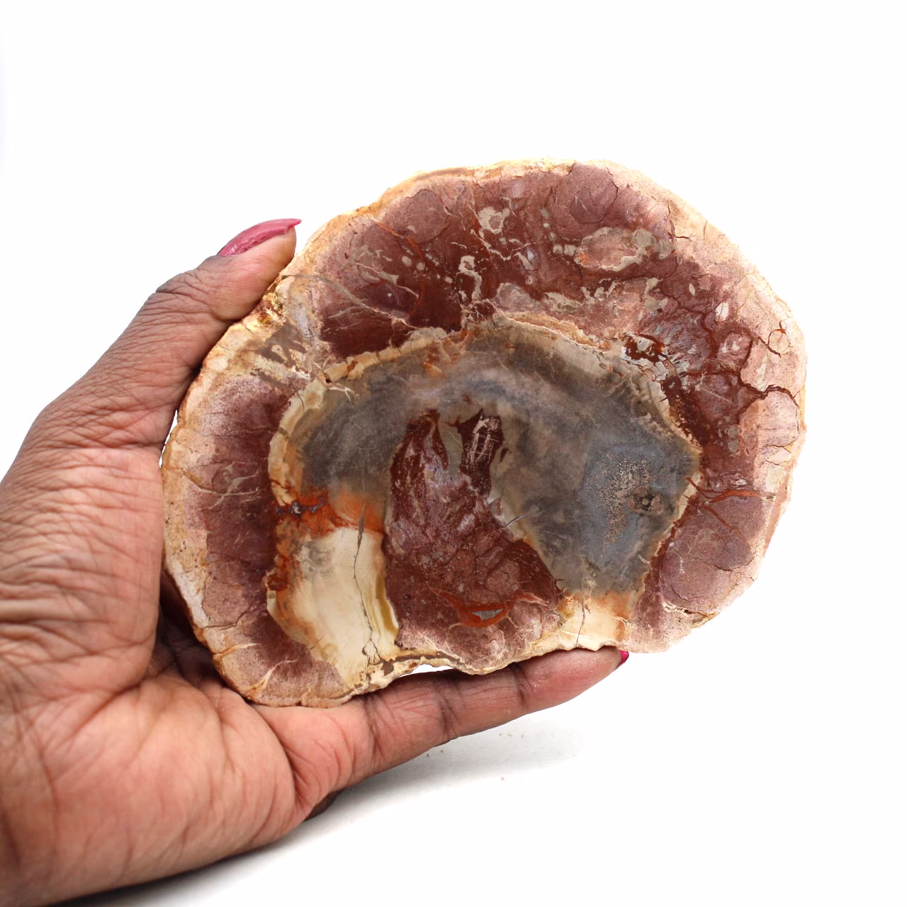 Natural polished fossilized wood