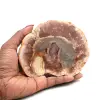 Slice of silicified wood from madagascar - 0