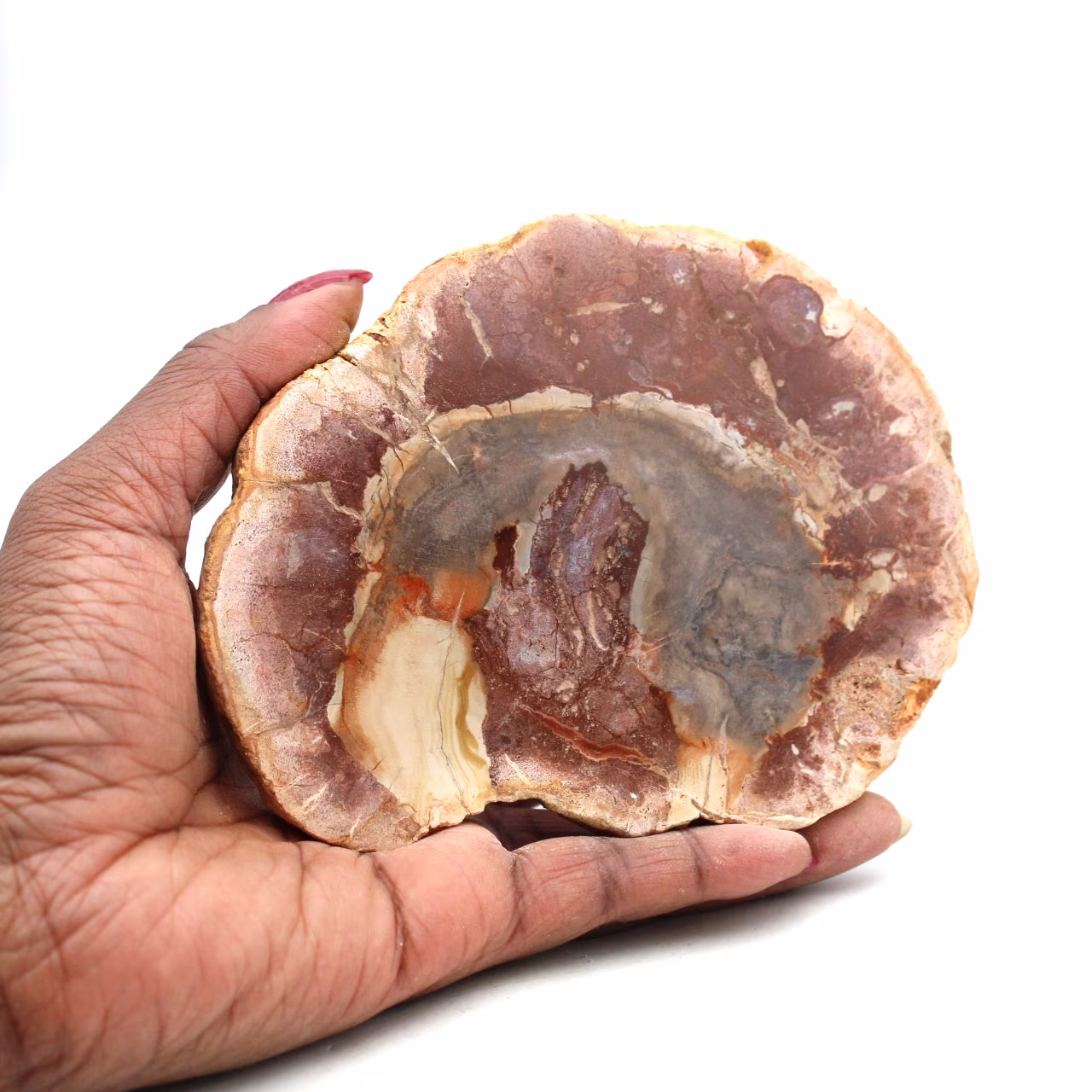 Slice of silicified wood from madagascar