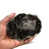 Slice of fossilized wood from madagascar - 0