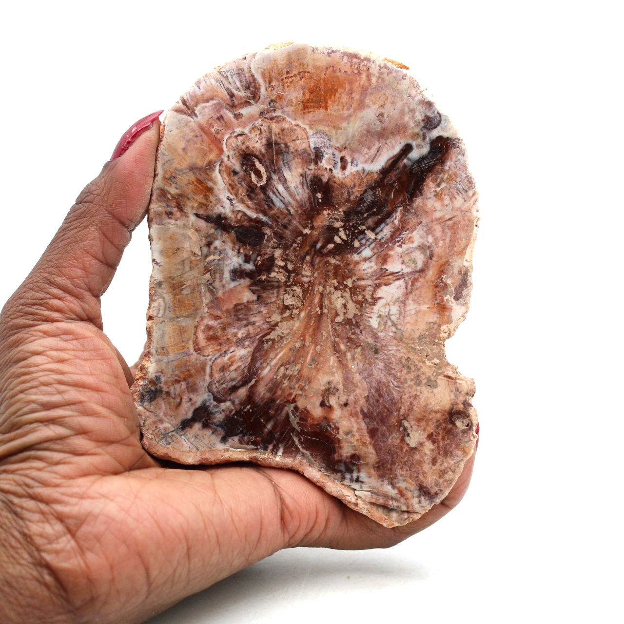 Slice of natural petrified wood