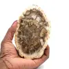 Petrified wood from madagascar - 0