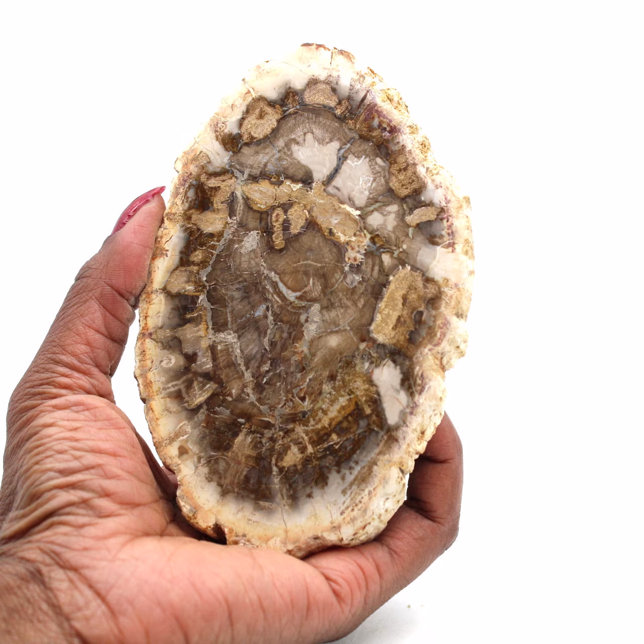 Petrified wood from madagascar