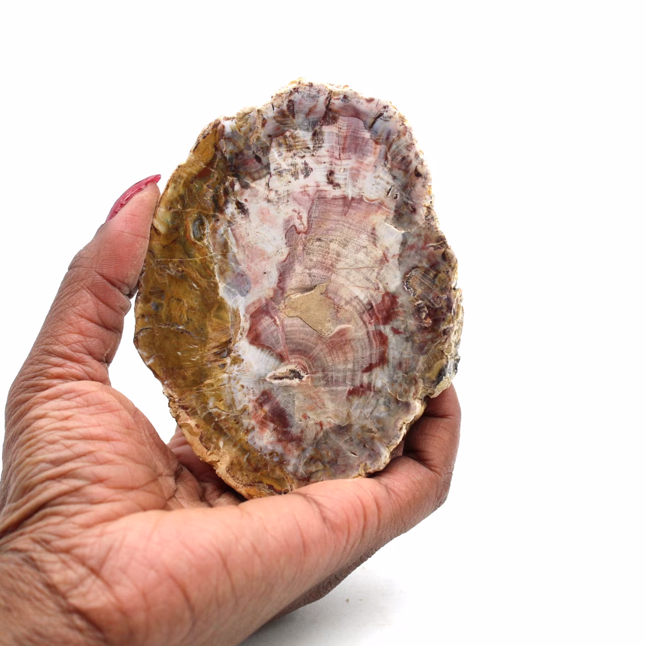 Slice of natural fossilized wood