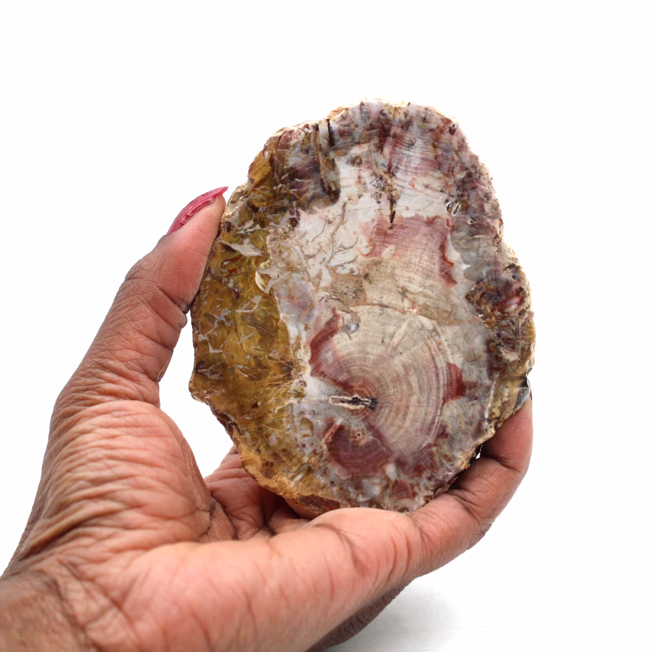 Natural silicified wood