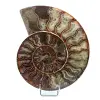 Polished ammonite from Madagascar - 0