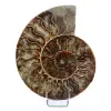 Polished Ammonite Fossil - 0