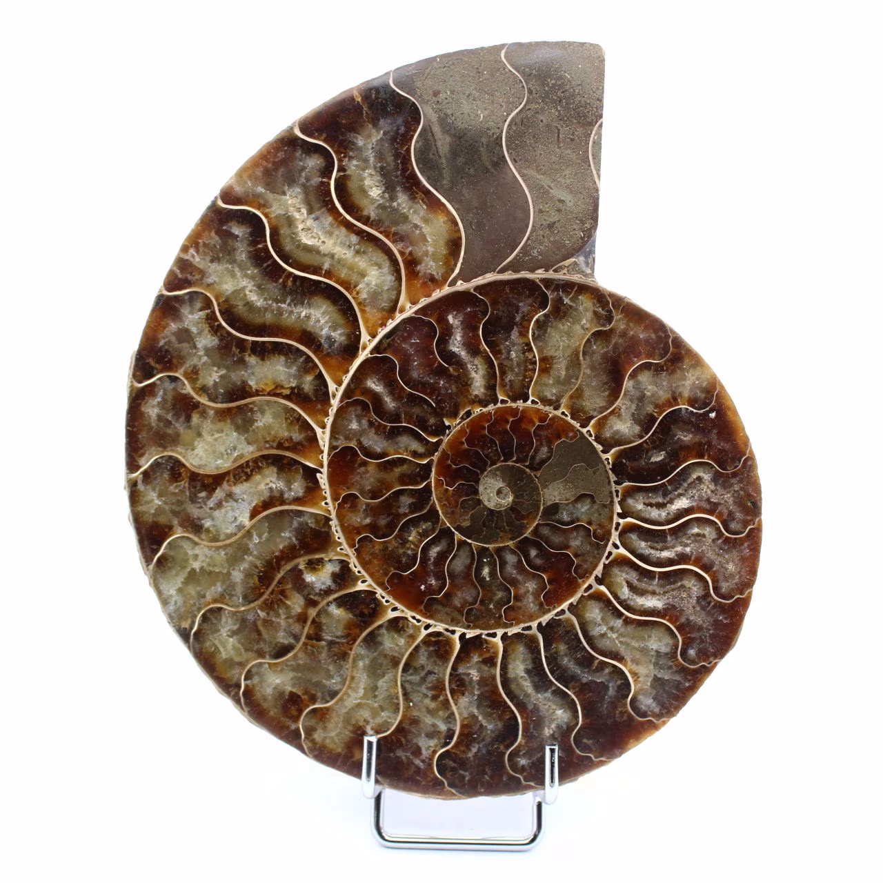 Polished Ammonite Fossil