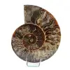 Natural ammonite from madagascar - 0