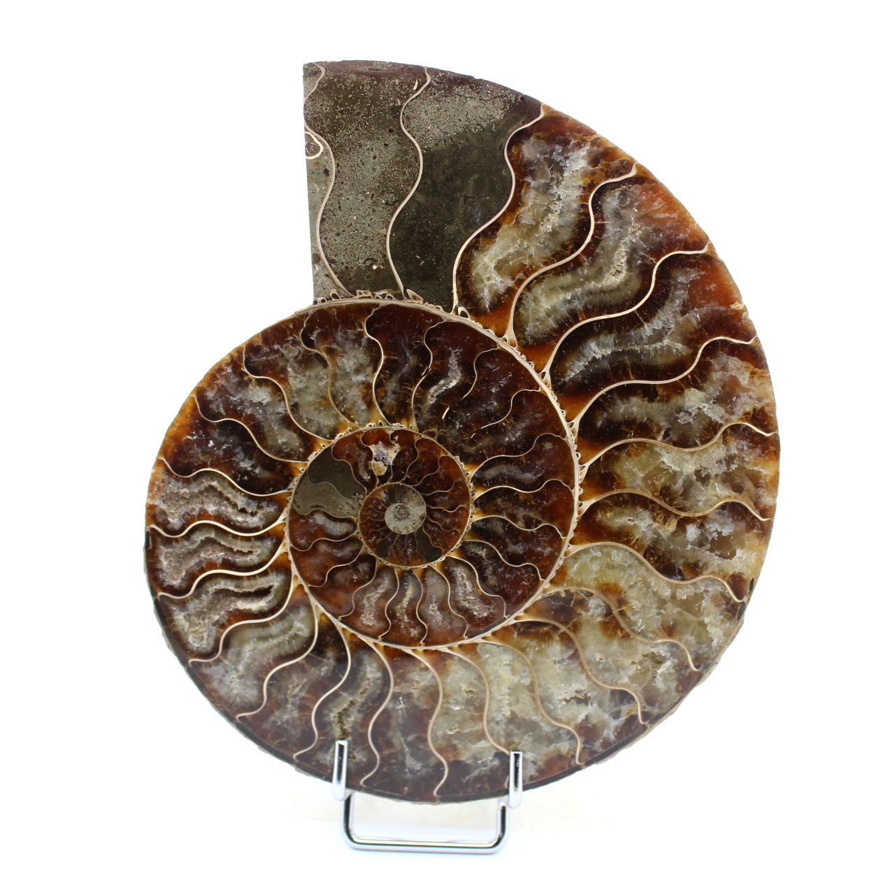 Natural ammonite from madagascar