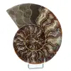 Fossil natural ammonite - 0