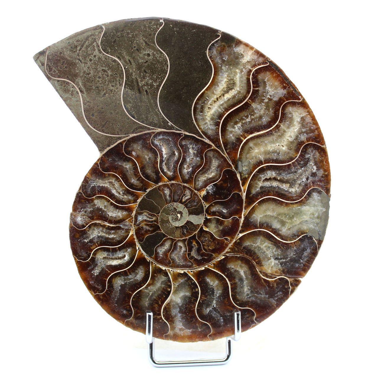 Fossil natural ammonite
