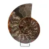 Fossil ammonite from Madagascar - 0