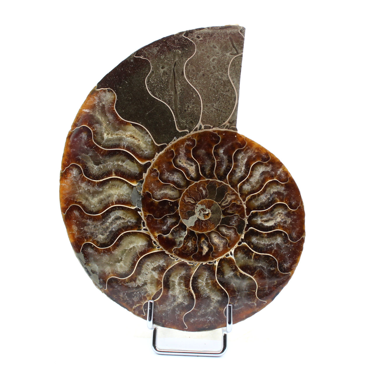 Fossil ammonite from Madagascar