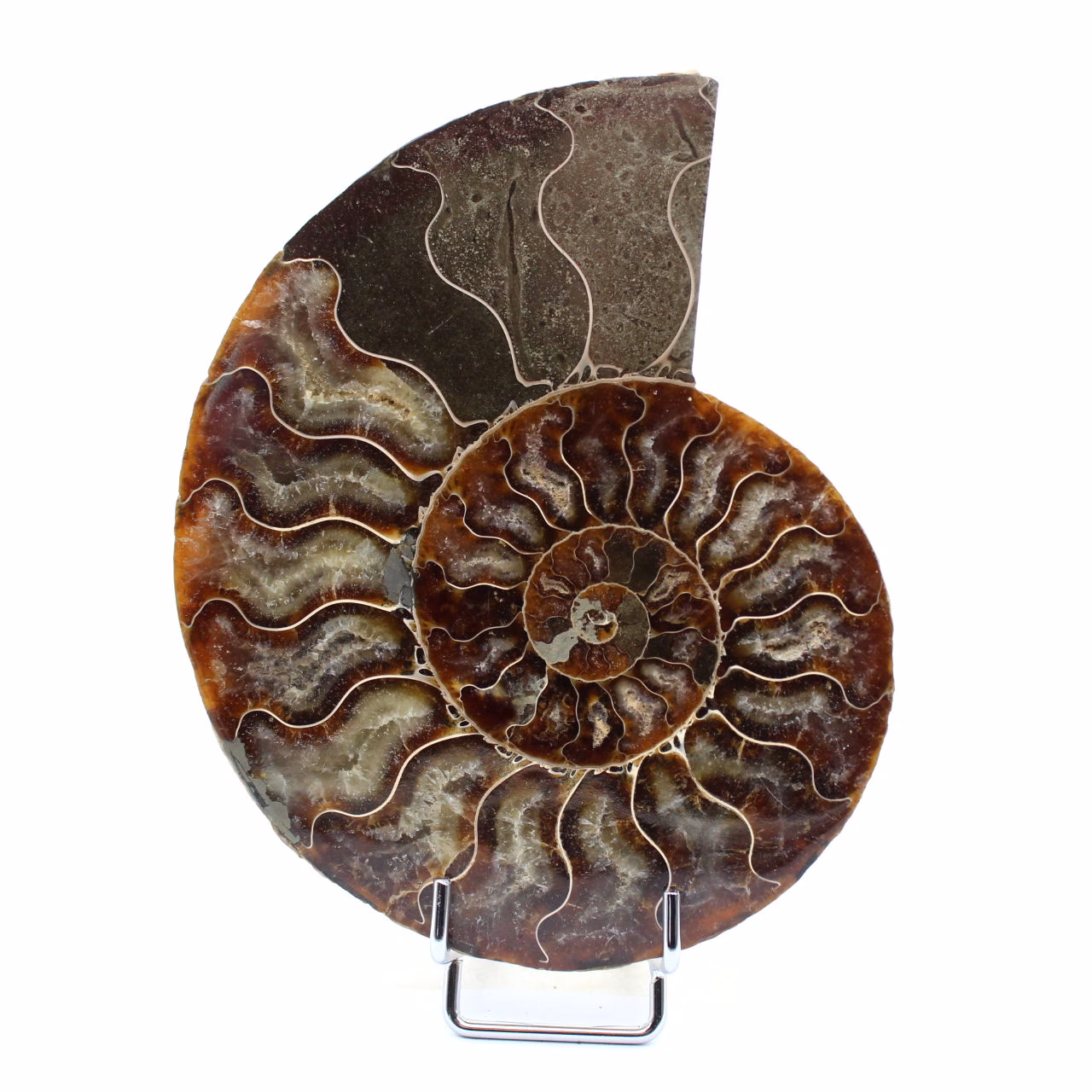 Fossil ammonite from Madagascar