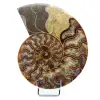 Fossil Polished Natural Ammonite - 0