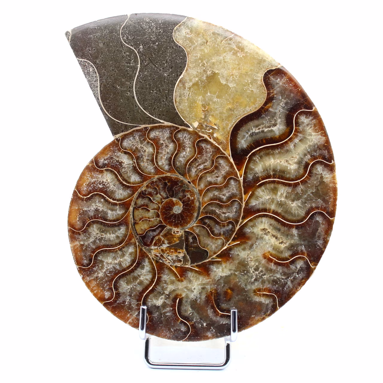 Fossil Polished Natural Ammonite