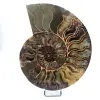 Polished ammonite from Madagascar - 0